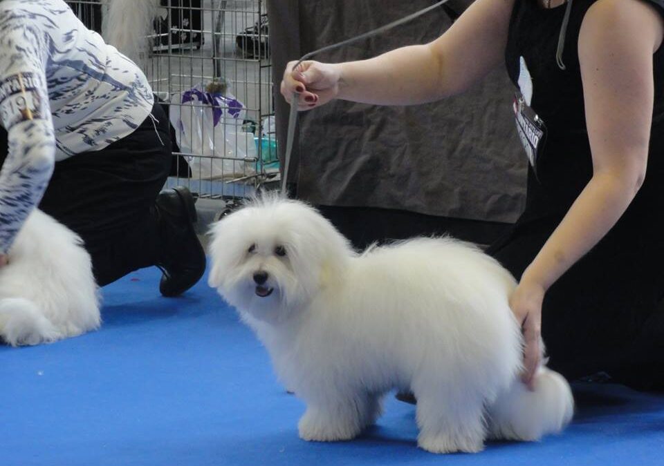 National Dog Show of all breeds