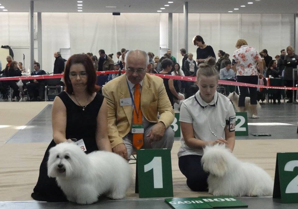 International Dog Show Poznań 2015