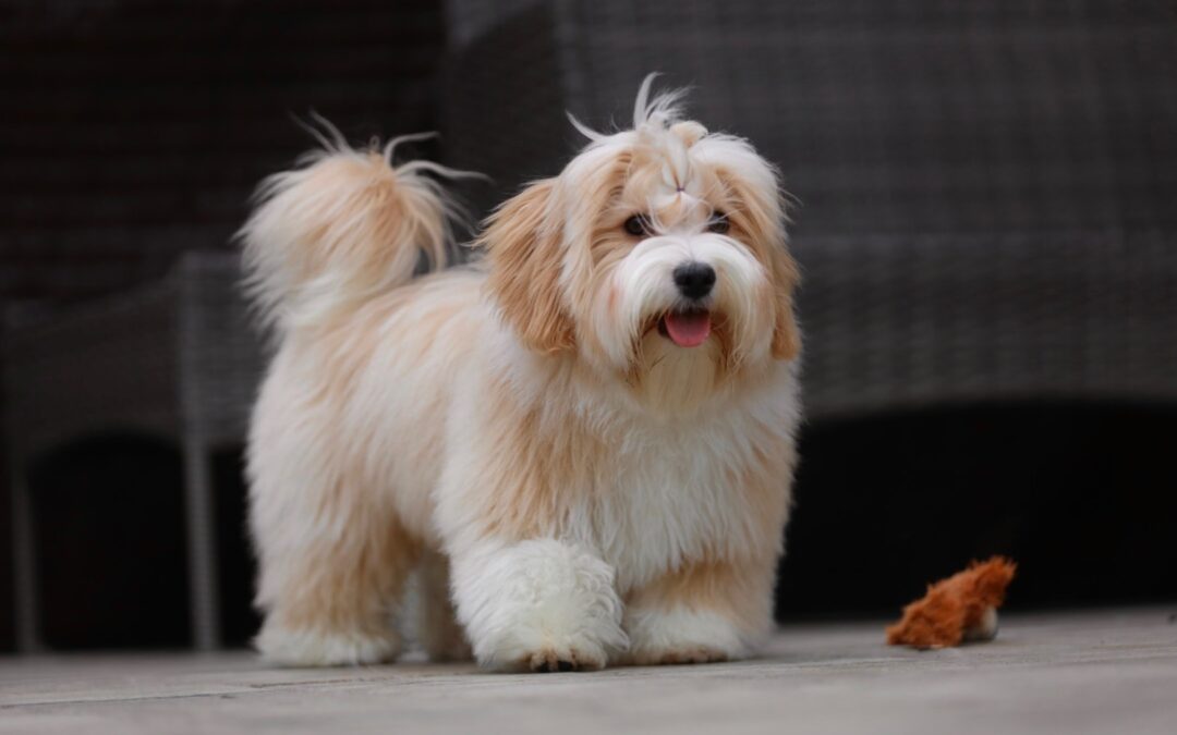 We have available Havanese boy